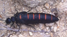 BUG SMALL